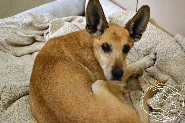 Pies do adopcji, Chełmek, 3 listopada 2024