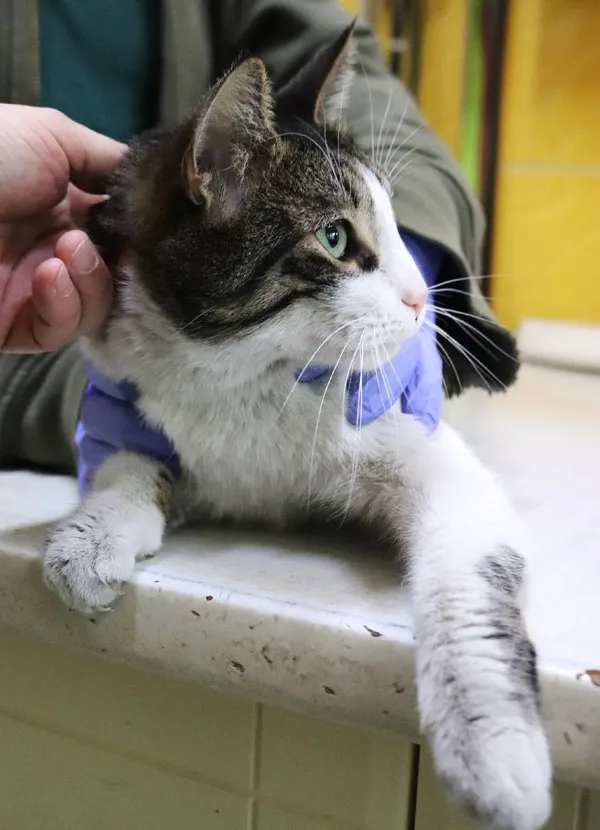 Znaleziono kota, Łódź, 1 października 2025 (1/5)