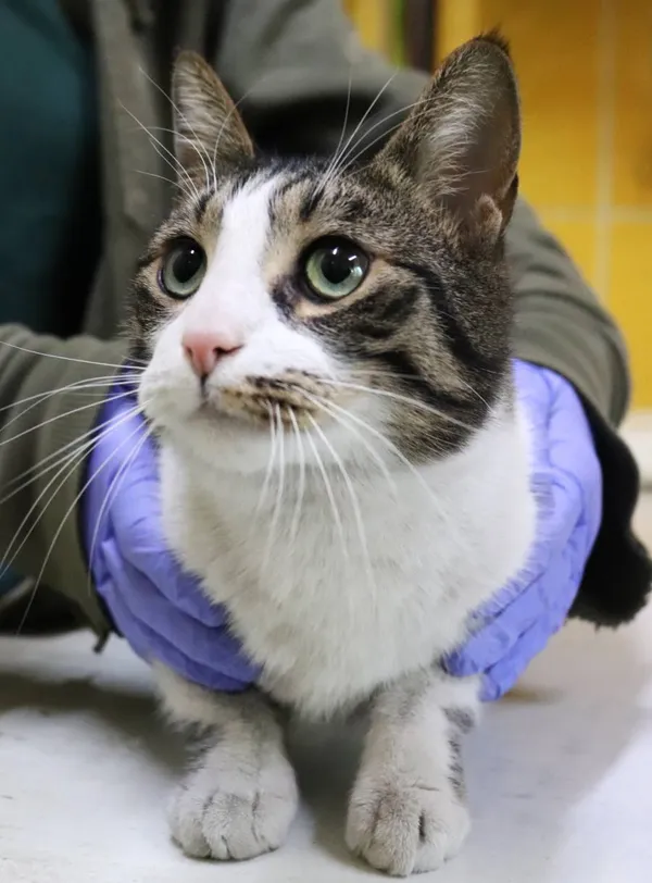 Znaleziono kota, Łódź, 1 października 2025 (2/5)