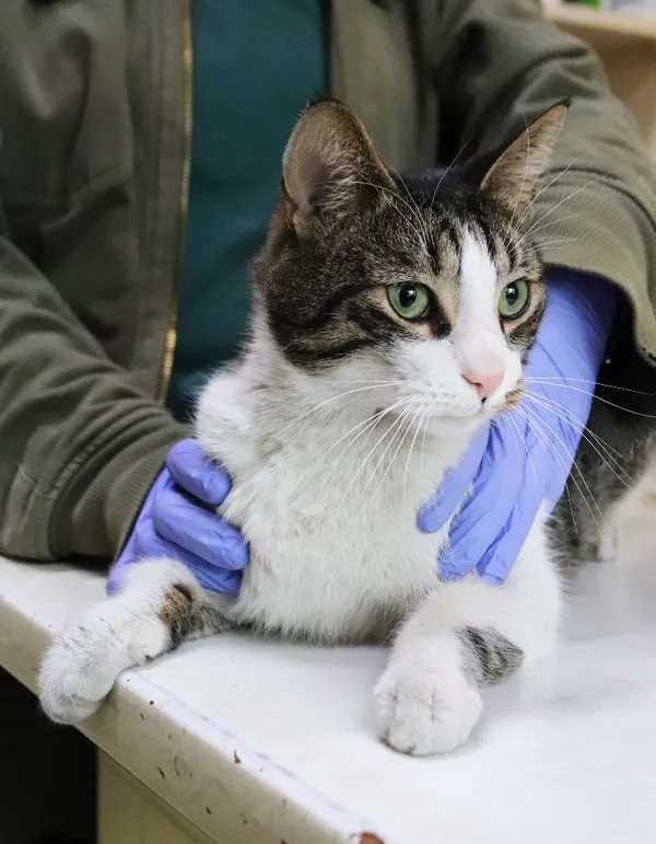 Znaleziono kota, Łódź, 1 października 2025 (3/5)