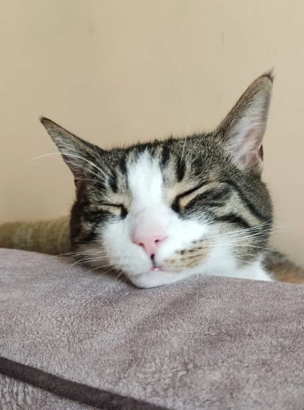 Znaleziono kota, Łódź, 1 października 2025 (4/5)