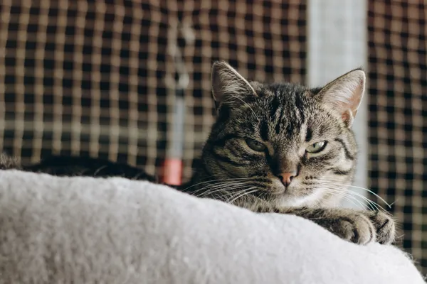 Kot do adopcji, Sosnowiec, 15 lutego 2024 (3/5)