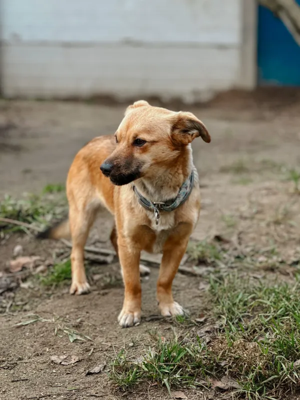 Pies do adopcji, Korabiewice, 21 stycznia 2025 (1/5)