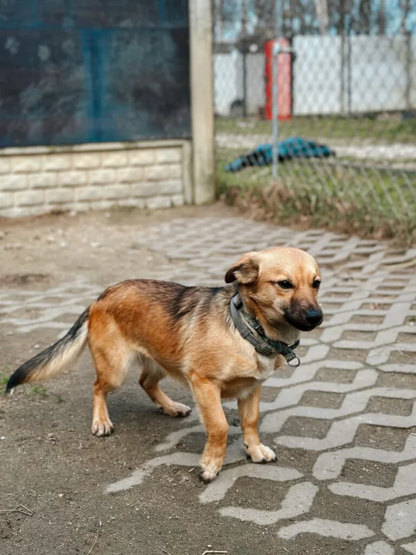 Pies do adopcji, Korabiewice, 21 stycznia 2025 (2/5)