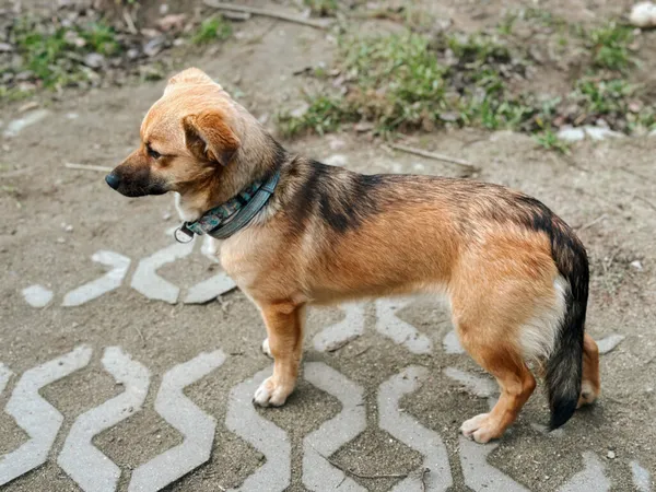 Pies do adopcji, Korabiewice, 21 stycznia 2025 (3/5)