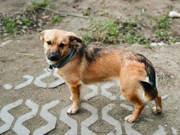 Pies do adopcji, Korabiewice, 21 stycznia 2025 (5/5)