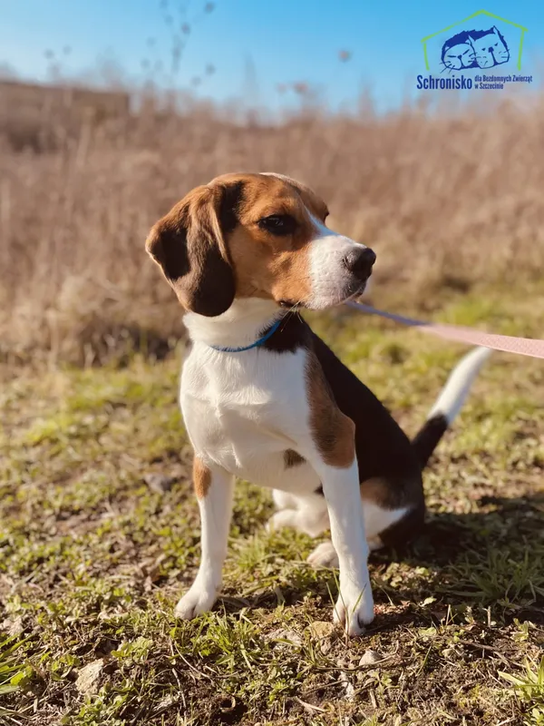 Znaleziono psa, Szczecin, 22 stycznia 2025 (1/3)