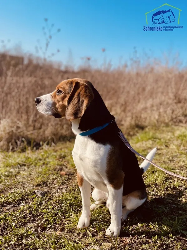 Znaleziono psa, Szczecin, 22 stycznia 2025 (2/3)