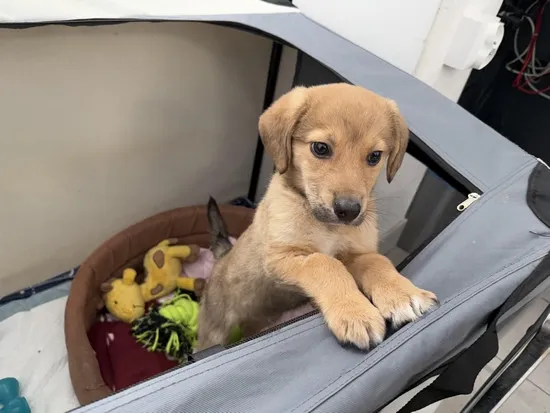 Pies do adopcji, Kraków, 20 stycznia 2025