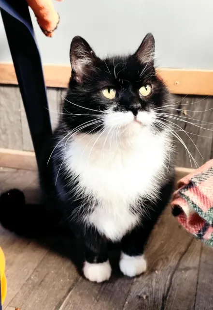 Kot do adopcji, Piła, 1 lipca 2024 (1/3)