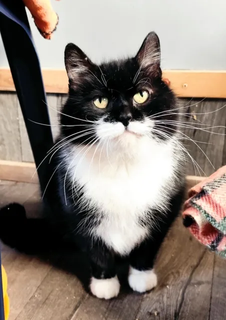 Kot do adopcji, Piła, 1 lipca 2024 (2/3)