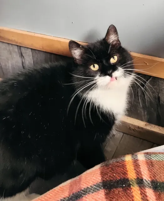 Kot do adopcji, Piła, 1 lipca 2024 (3/3)