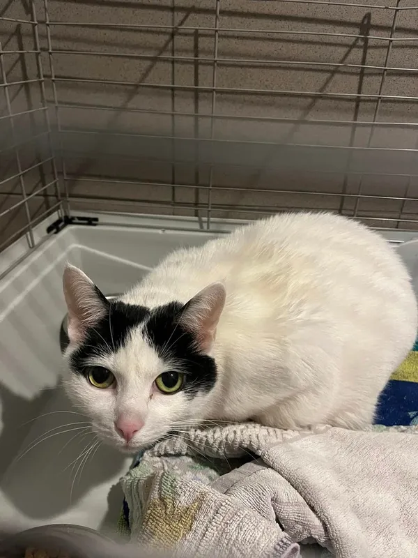 Kot do adopcji, Tychy, 9 grudnia 2024