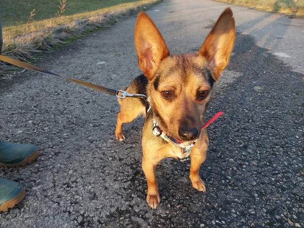 Pies do adopcji, Tychy, 25 listopada 2024