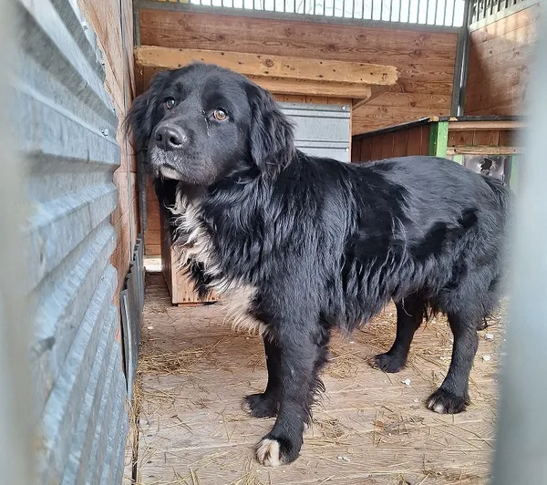 Pies do adopcji, Orzechowce, 21 stycznia 2025 (1/5)