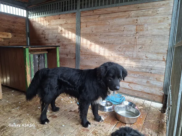 Pies do adopcji, Orzechowce, 21 stycznia 2025 (2/5)