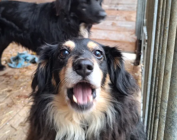 Pies do adopcji, Orzechowce, 21 stycznia 2025 (2/5)