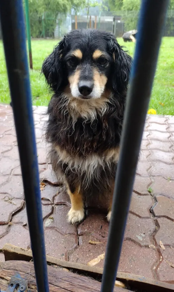 Pies do adopcji, Orzechowce, 21 stycznia 2025 (3/5)