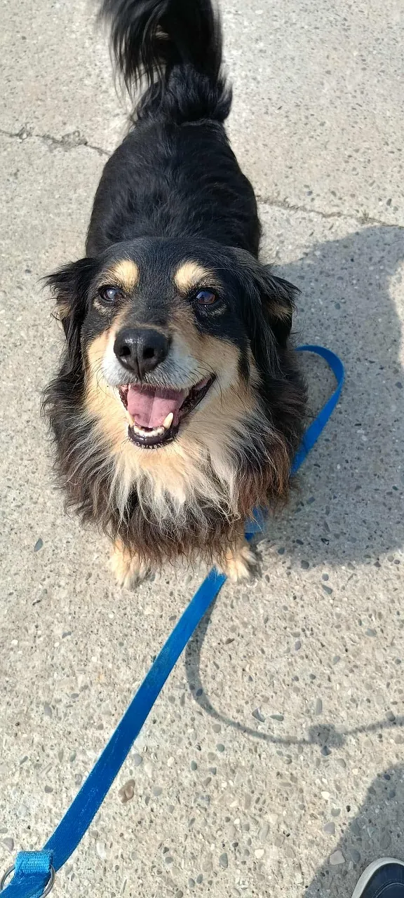 Pies do adopcji, Orzechowce, 21 stycznia 2025 (4/5)