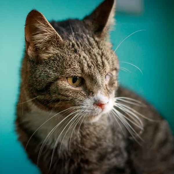 Pies do adopcji, Starogard Gdański, 30 września 2025 (2/3)