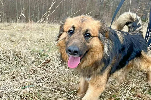 Znaleziono psa, Wałbrzych, 20 stycznia 2025 (1/2)