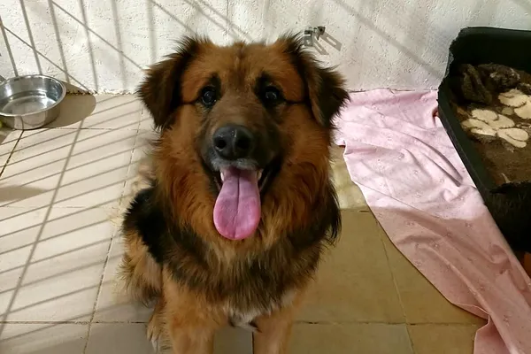 Znaleziono psa, Wałbrzych, 20 stycznia 2025 (2/2)