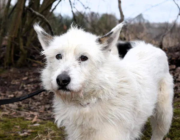 Znaleziono psa, Pieckowo, 21 stycznia 2025 (2/4)