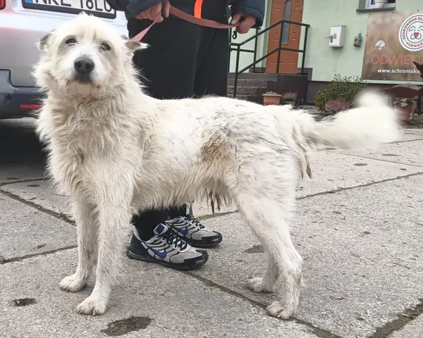 Znaleziono psa, Pieckowo, 21 stycznia 2025 (3/4)