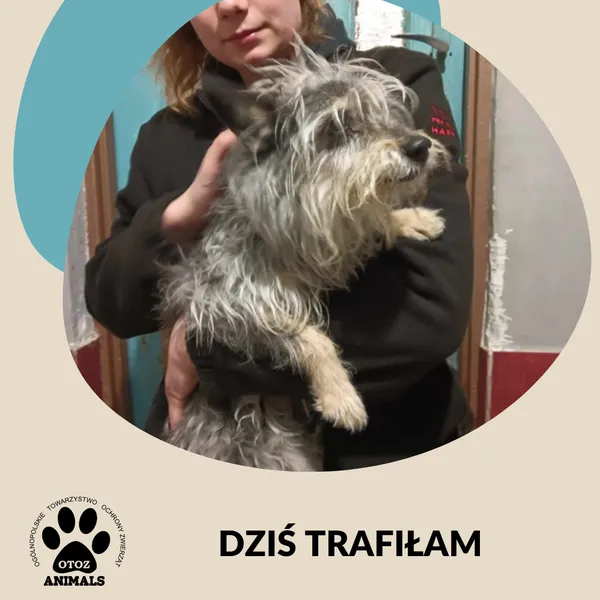 Znaleziono psa, Dąbrówka, 21 stycznia 2025