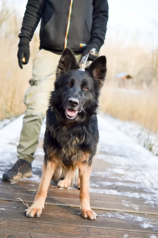 Znaleziono psa, Sosnowiec, 20 stycznia 2025 (2/5)