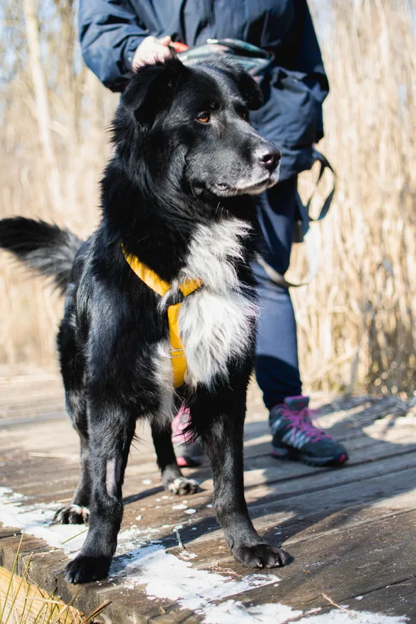 Znaleziono psa, Sosnowiec, 22 stycznia 2025 (1/5)