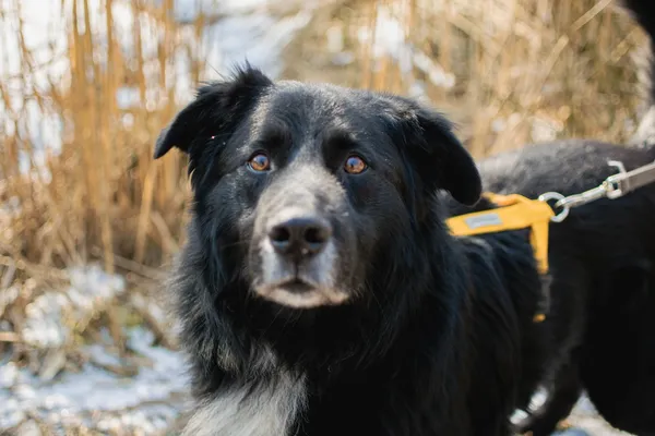 Znaleziono psa, Sosnowiec, 22 stycznia 2025 (2/5)