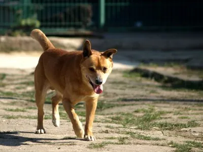 Pies do adopcji, Pabianice, 22 stycznia 2025 (1/5)