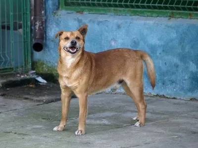 Pies do adopcji, Pabianice, 22 stycznia 2025 (4/5)