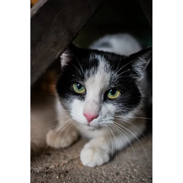 Znaleziono kota, Białystok, 23 stycznia 2025 (1/5)