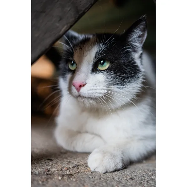 Znaleziono kota, Białystok, 23 stycznia 2025 (2/5)