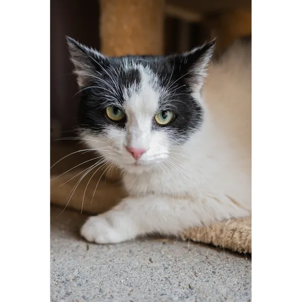 Znaleziono kota, Białystok, 23 stycznia 2025 (3/5)