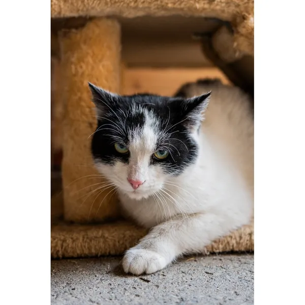 Znaleziono kota, Białystok, 23 stycznia 2025 (5/5)