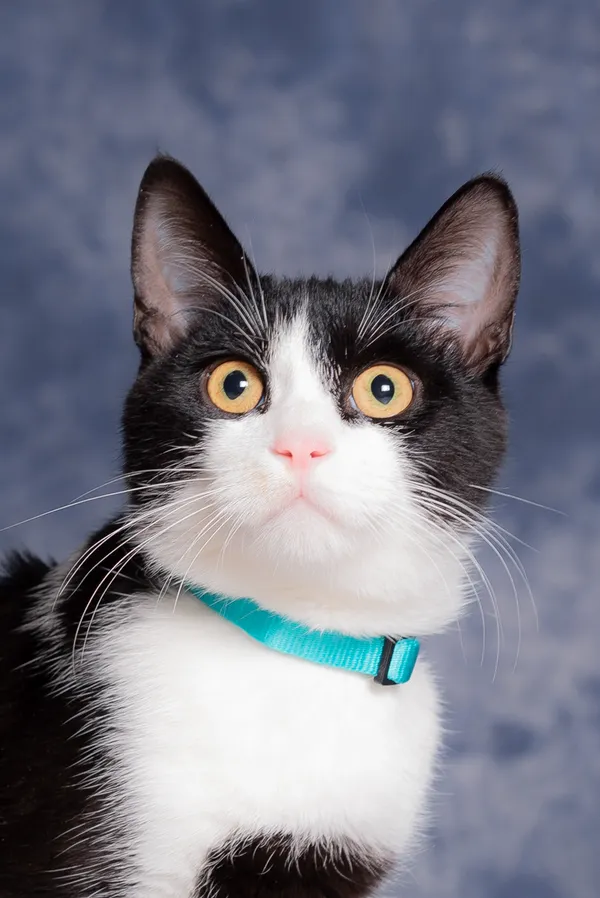 Kot do adopcji, Gdańsk, 23 stycznia 2025