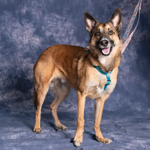 Pies do adopcji, Gdańsk, 23 stycznia 2025