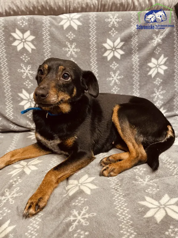 Znaleziono psa, Szczecin, 23 stycznia 2025 (2/4)