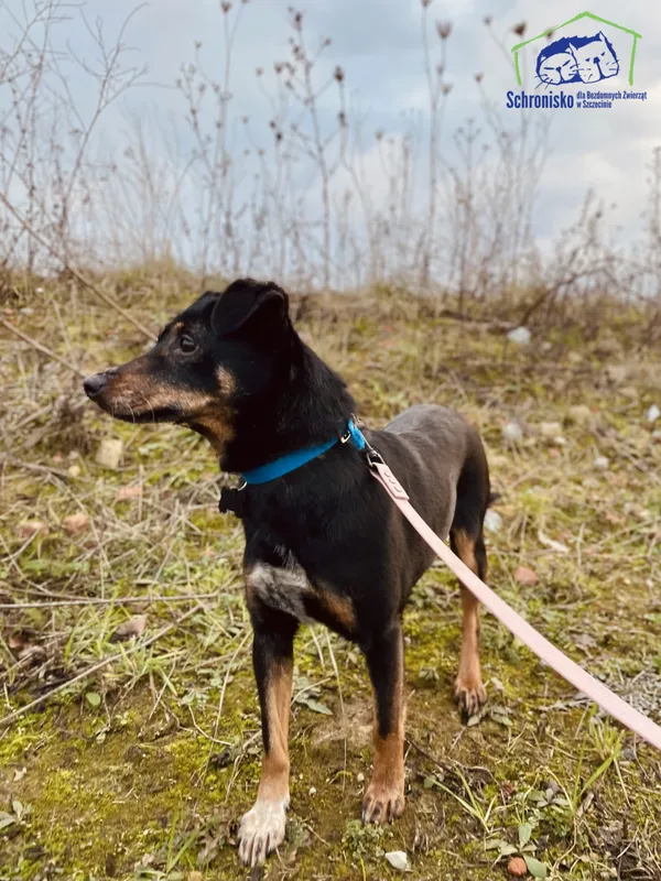 Znaleziono psa, Szczecin, 23 stycznia 2025 (4/4)