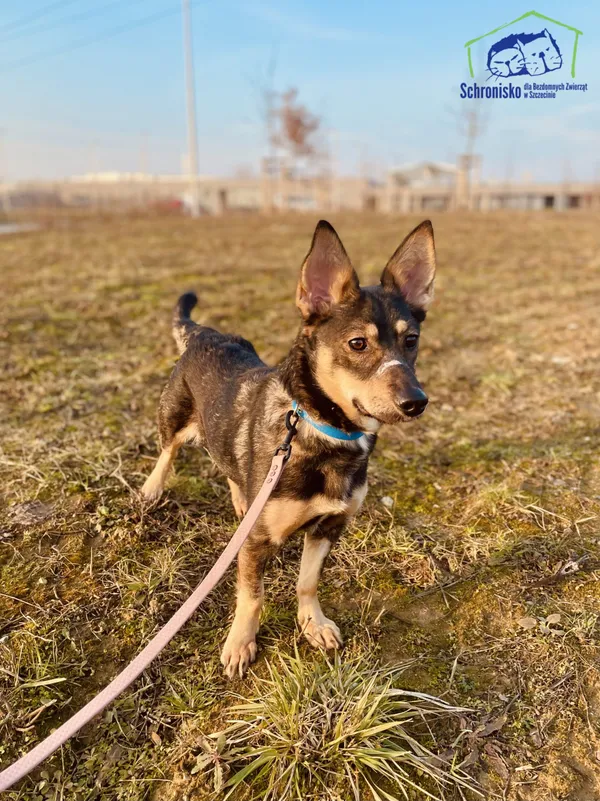 Znaleziono psa, Szczecin, 22 stycznia 2025 (1/3)
