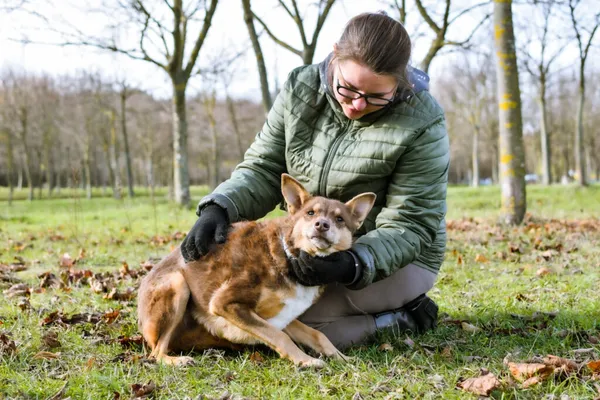 Pies do adopcji, Radom, 8 sierpnia 2025 (5/5)