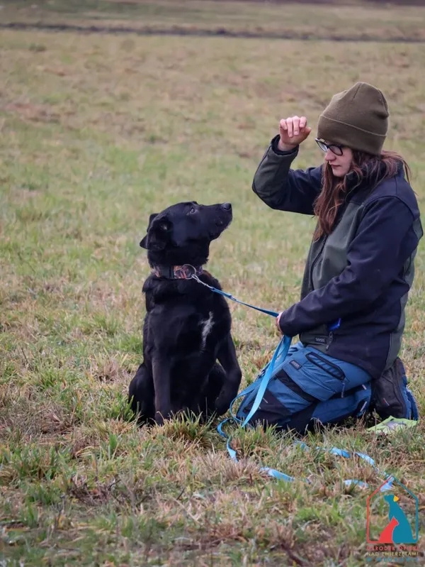 Pies do adopcji, Grudziądz, 2 stycznia 2025 (3/5)