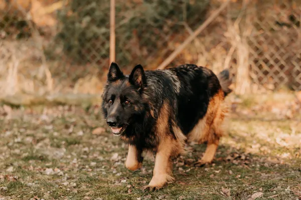 Pies do adopcji, Czartki, 24 stycznia 2025 (5/5)