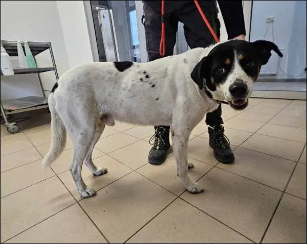 Znaleziono psa, Grudziądz, 24 stycznia 2025