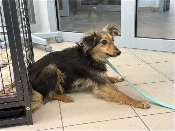 Znaleziono psa, Grudziądz, 24 stycznia 2025