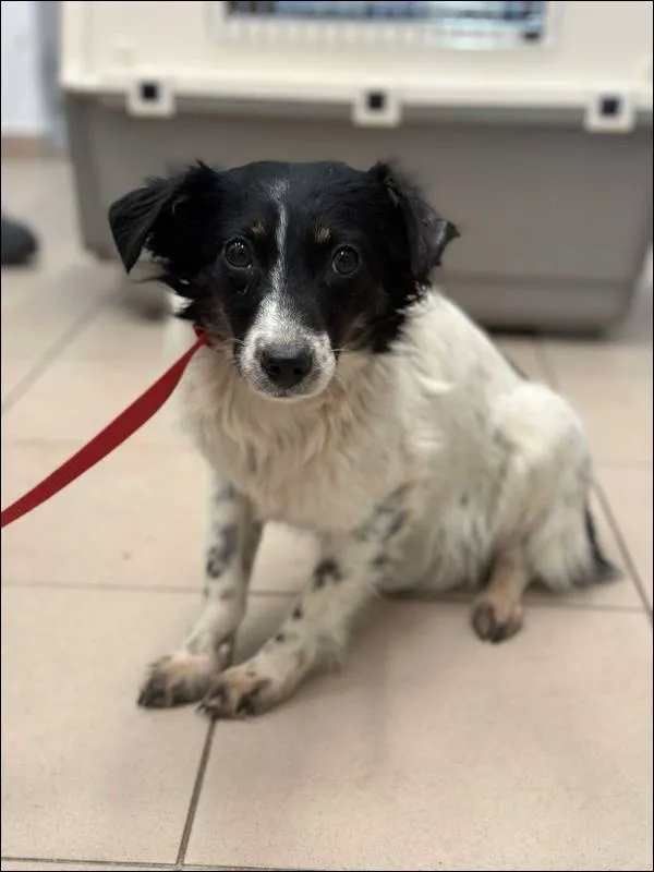 Znaleziono psa, Grudziądz, 24 stycznia 2025