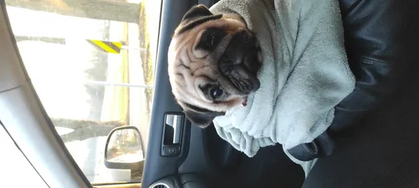 Znaleziono psa, Łódź, 24 stycznia 2025